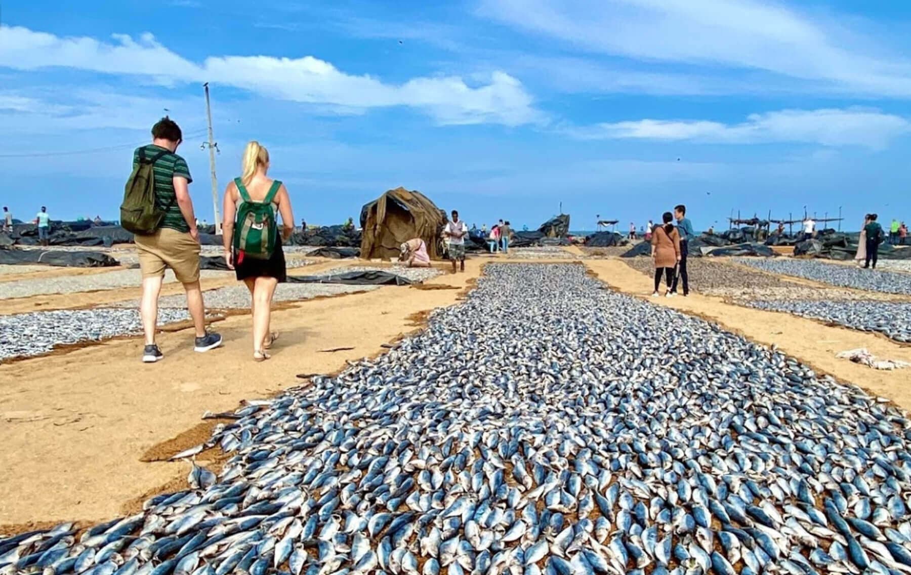 The fish is dried in the Negombo Fishing Village, Sri Lanka.